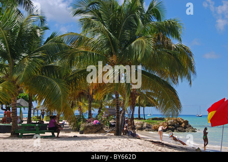 Palmiers sur la plage, Pigeon Point, Tobago, Trinité-et-Tobago, dans les Caraïbes. Banque D'Images
