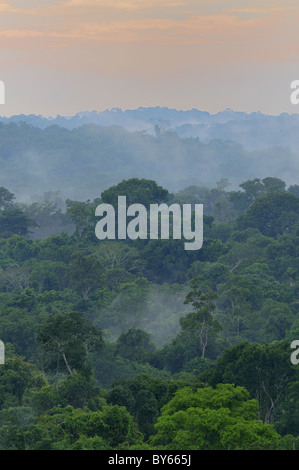 Dans la forêt tropicale de l'amazonie Brasil,vue de la verrière Banque D'Images