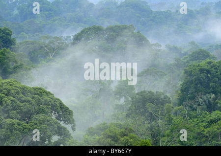 Dans la forêt tropicale de l'amazonie Brasil,vue de la verrière Banque D'Images