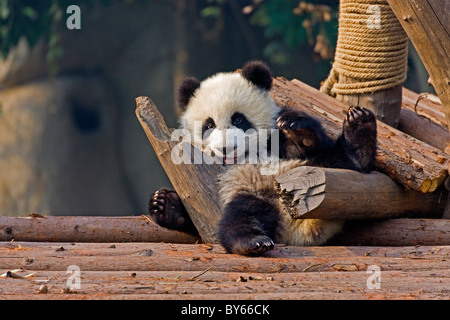 Les jeunes Grand Panda cub à Chengdu Research Base de reproduction du Panda Géant, en Chine. JMH4379 Banque D'Images