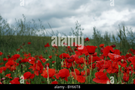 Coquelicots rouges et ciel gris orageux Banque D'Images