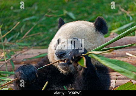 Panda géant sur l'alimentation à base de recherche de Chengdu en bambou de reproduction du Panda Géant, en Chine. JMH4388 All Banque D'Images