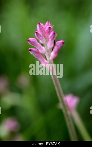 Pattes de kangourou Anigozanthos flavidus, 'Pearl', Haemodoraceae, Australie. Banque D'Images