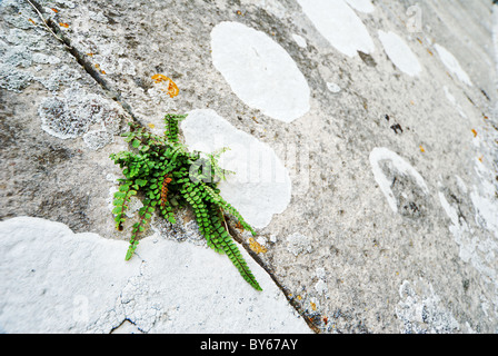 Fougère d'un vert vif qui croissent sur vieux mur de pierre Banque D'Images