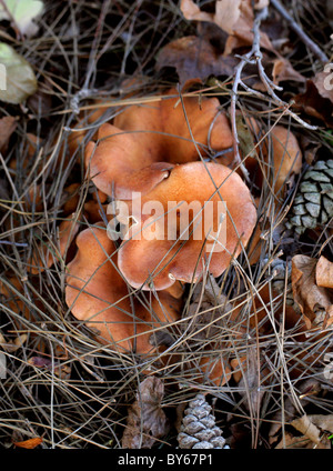 Lait safran-cap, Lactarius deliciosus, Russulaceae. Délicieux, Lactarid alias Lait Lait délicieux champignons, champignons. Banque D'Images