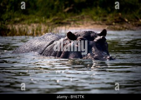 Hippopotame, Canal Kasinga, Parc national Queen Elizabeth, en Ouganda, en Afrique de l'Est Banque D'Images