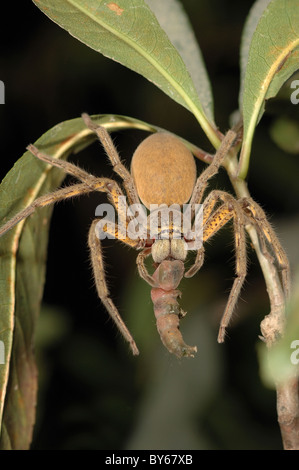 Une énorme araignée Huntsman (Sparassidae sp.) La consommation d'une grande chenille dans le Kakadu National Park, Australie Banque D'Images