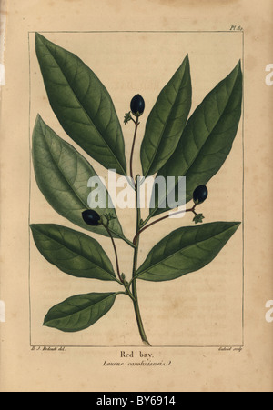 Les feuilles et les graines de l'arbre de Red Bay, Laurus caroliniensis. Banque D'Images