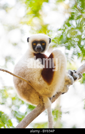 Coquerel's sifaka (Propithecus verreauxi coquereli) une espèce en voie de disparition dans le Parc National Ankarafantsika, nord-ouest de Madagascar. Banque D'Images