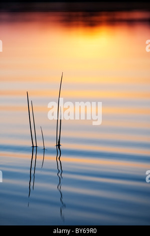 Tige d'herbe silhouette coucher du soleil se reflétant dans une ondulation de piscine. L'Andhra Pradesh, Inde Banque D'Images