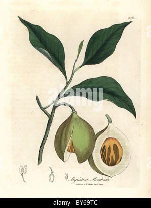 Les feuilles et les branches avec de la muscade graine (noyau) et Mace (arille). Arbre généalogique, muscade et macis Myristica moschata, myristica fragrans. Banque D'Images