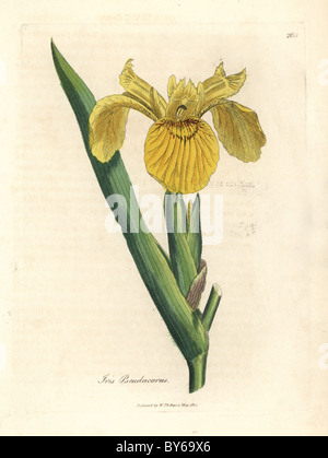 Pavillon de l'eau jaune, iris pseudocorus. Banque D'Images