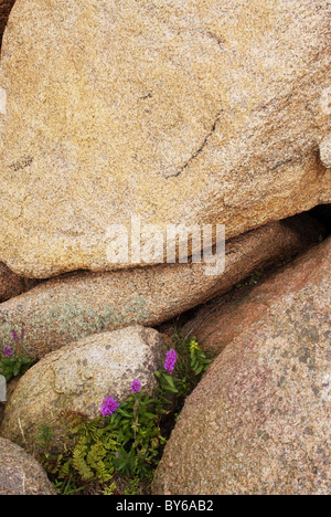 De grands rochers de granit rose, se trouvent sur une petite île sur la côte ouest de la Suède. La salicaire poussent dans les crevasses. Banque D'Images