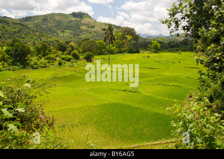 Vue sur le paysage luxuriant et verdoyant des plantations de riz en bordure du Parc National de Marojejy, dans le nord-est de Madagascar. Banque D'Images