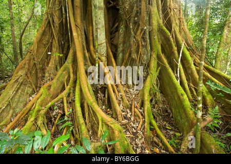 Le tronc d'un figuier étrangleur, alias un Banyan Tree, (Ficus benghalensis) dans le Parc National de Marojejy, dans le nord-est de Madagascar. Banque D'Images