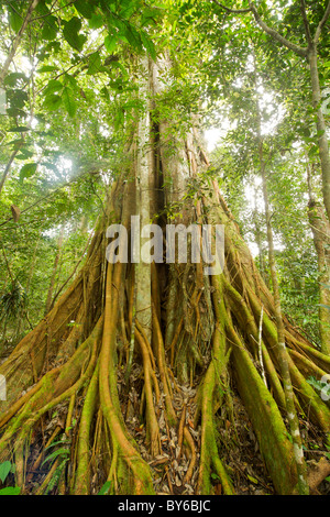 Le tronc d'un figuier étrangleur, alias un Banyan Tree, (Ficus benghalensis) dans le Parc National de Marojejy, dans le nord-est de Madagascar. Banque D'Images