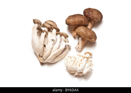 Champignons Enoki, chinois,député shimeji-Shiitake et isolated on a white background studio. Banque D'Images