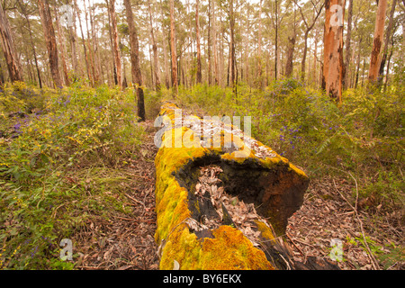 Couvert de mousse de forêt karri log in Diamond, Aartselaar, Australie occidentale Banque D'Images