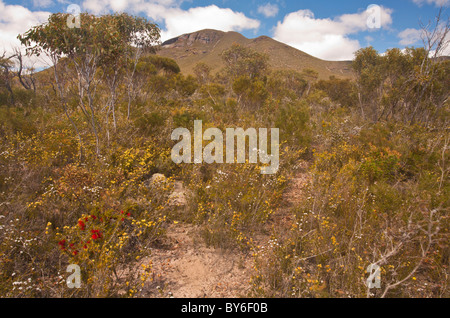 Fleurs sauvages près de Mt Trio, parc national de Stirling, Albany, dans l'ouest de l'Australie Banque D'Images