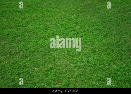 La texture de l'herbe verte réel Banque D'Images