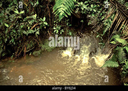 Petite cascade dans la forêt tropicale. Banque D'Images
