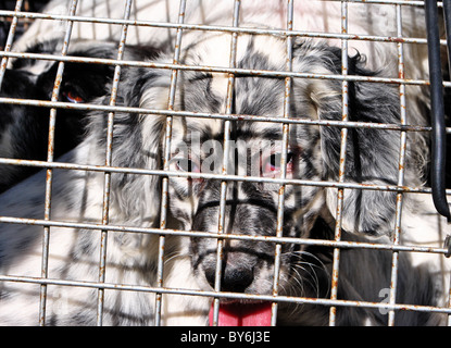 Cage à chien Setter Banque D'Images