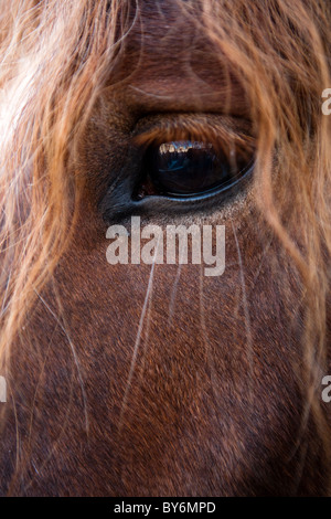 Cheval Cheval de tête Portrait yeux Animaux 'bénédiction' ville Rome Italie Europe Banque D'Images