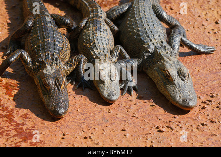 Trois jeunes alligators dormir sur la roche. Le parc national des Everglades, Miami - Florida Banque D'Images