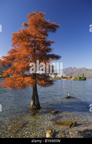 Vue de l'Isola Bella à Isola Superiore dei Pescatori, o Lago Maggiore, Piémont, Italie Banque D'Images