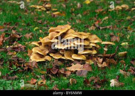 Miel champignon Armillaria mellea Banque D'Images