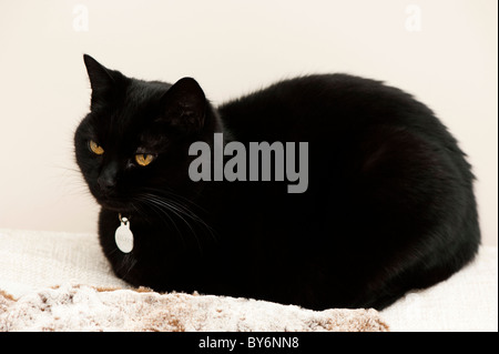 Le poil court intérieure noir chat recroquevillé sur des coussins Banque D'Images