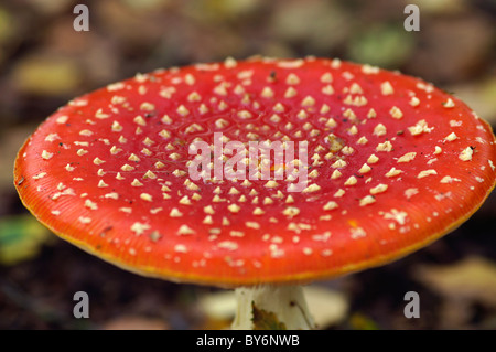 AMANITA MUSCARIA AGARIC FLY Banque D'Images