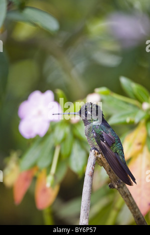 Colibri magnifique mâle, Eugene fulgens, Cerro de la Muerte, Costa Rica, Amérique Centrale Banque D'Images