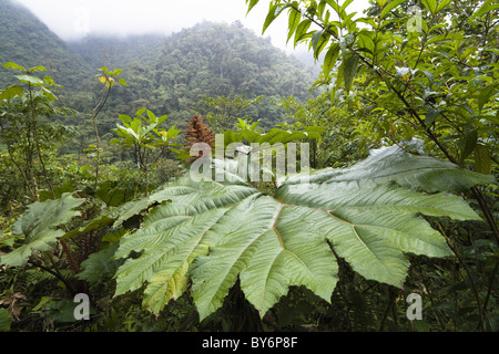 Gunnera dans la région montagneuse de la forêt tropicale du Parc National Tapanti, Gunnera insignis, Costa Rica Banque D'Images