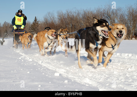 David Perron quitte la zone de départ avec son chien à l'équipe 6 2011 Chêne blanc classique de chiens de traîneau la concurrence Janvier 8, 2011. Banque D'Images