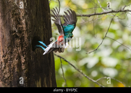 Quetzal resplendissant mâle en vol, Pharomachrus mocinno costaricensis, Costa Rica Banque D'Images