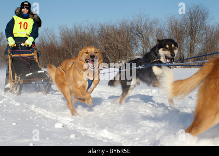 David Perron quitte la zone de départ avec son chien à l'équipe 6 2011 Chêne blanc classique de chiens de traîneau la concurrence Janvier 8, 2011 Banque D'Images