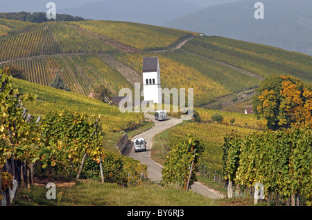 Alsace wine route ville Zimmerbach France vineyard produisent des raisins Banque D'Images
