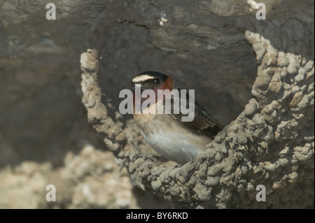 Hirondelle à front blanc (Petrochelidon pyrrhonota) dans son nid fait de boue Banque D'Images