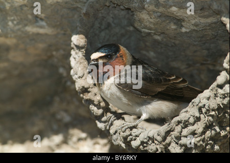 Hirondelle à front blanc (Petrochelidon pyrrhonota) dans son nid fait de boue Banque D'Images