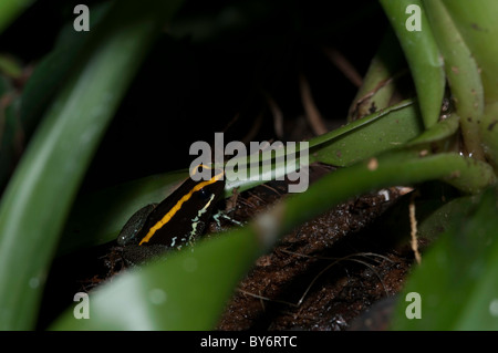 Golfodulcean Poison Dart Frog - Phyllobates vittatus Banque D'Images