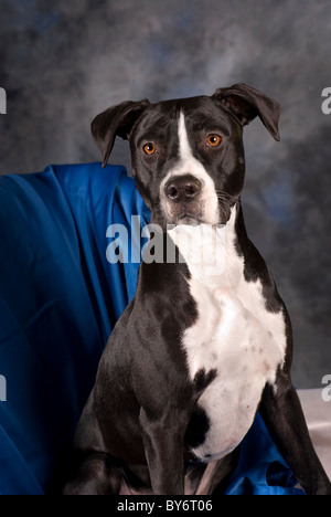 Un portrait d'une verticale de 10 mois noir et blanc pit-bull terrier sur un fond bleu. Banque D'Images