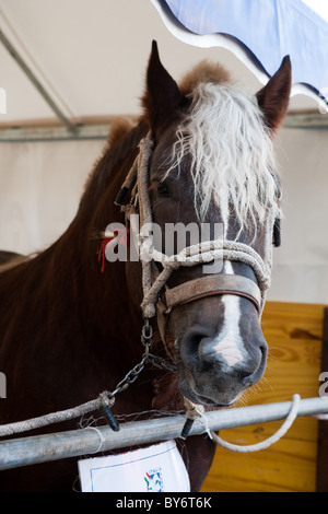 Portrait cheval cheval italie Europe Banque D'Images