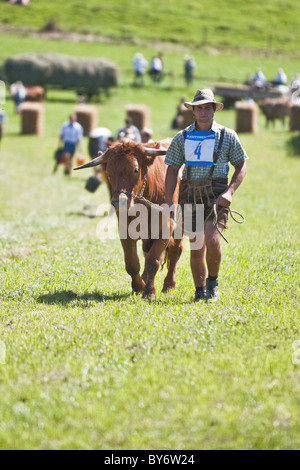 Bull, Haunshofen Wielenbach, course, Haute-Bavière, Allemagne Banque D'Images