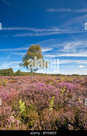 Heather en fleurs sur le Roydon commun dans Norfolk Banque D'Images