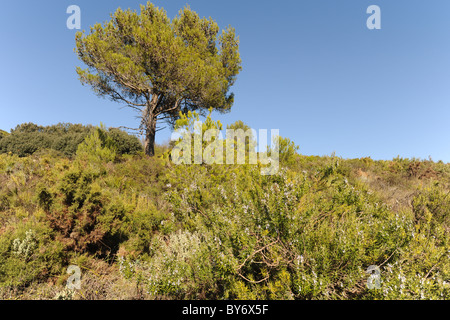 Arbre de pin et de romarin en fleur, n les montagnes près de Benimaurell, Bazas, Province d'Alicante, Valence, Espagne Banque D'Images