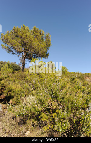 Romarin sauvage et de pins, dans les montagnes près de Benimaurell, Bazas, Province d'Alicante, Valence, Espagne Banque D'Images