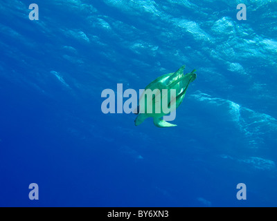 La tortue verte, Chelonia mydas, tortue de mer verte, Suppenschildkröte, Abu Dabab, Egypte, plongée vers le bas de la surface Banque D'Images