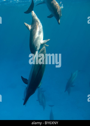 Dauphins, Stenella longirostris, Spinnerdelfine, fraisage à Shaab Marsa Alam, Egypte, groupe sous-marine Banque D'Images