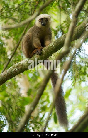 Lémurien brun à front blanc (Eulemur albifrons) dans la forêt tropicale du Parc National de Marojejy, dans le nord-est de Madagascar. Banque D'Images